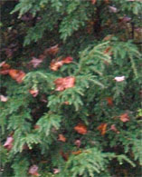 Fallen Red Maple Leaves resting on the branches of a hemlock tree.