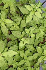 Mint in a Planter