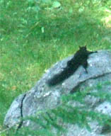 Black Squirrel lying on a rock