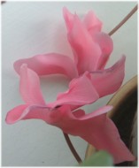 cyclamen pink bloom