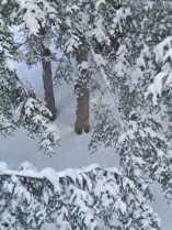 snow laden hemlock boughs