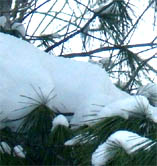 snow on pine bough
