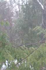 Hemlocks in the Fog