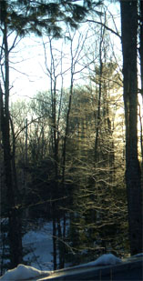 Morning Sun on Icy Branches