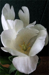 White Tulip