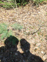 Maggie & Attila walking in the bush April 20, 2008