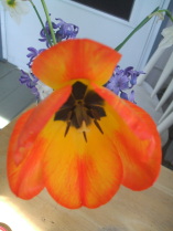 Tulip in full bloom, orange and yellow.