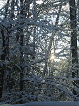 Morning Sun on Snow