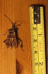 Unknown beetle, central Ontario, Canada