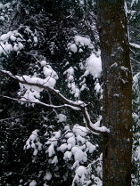 Black trees, white snow.