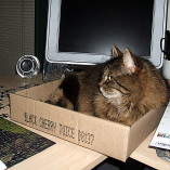 Cat lying in a cardboard box.