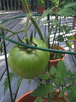 Deck Tomato