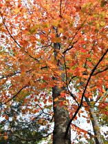 autumn leaves orange