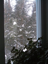 Hemlocks in the Snow outside my Window this morning.