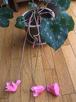 Pink Cyclamen on a Winter's Morning