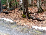 Wild Turkeys