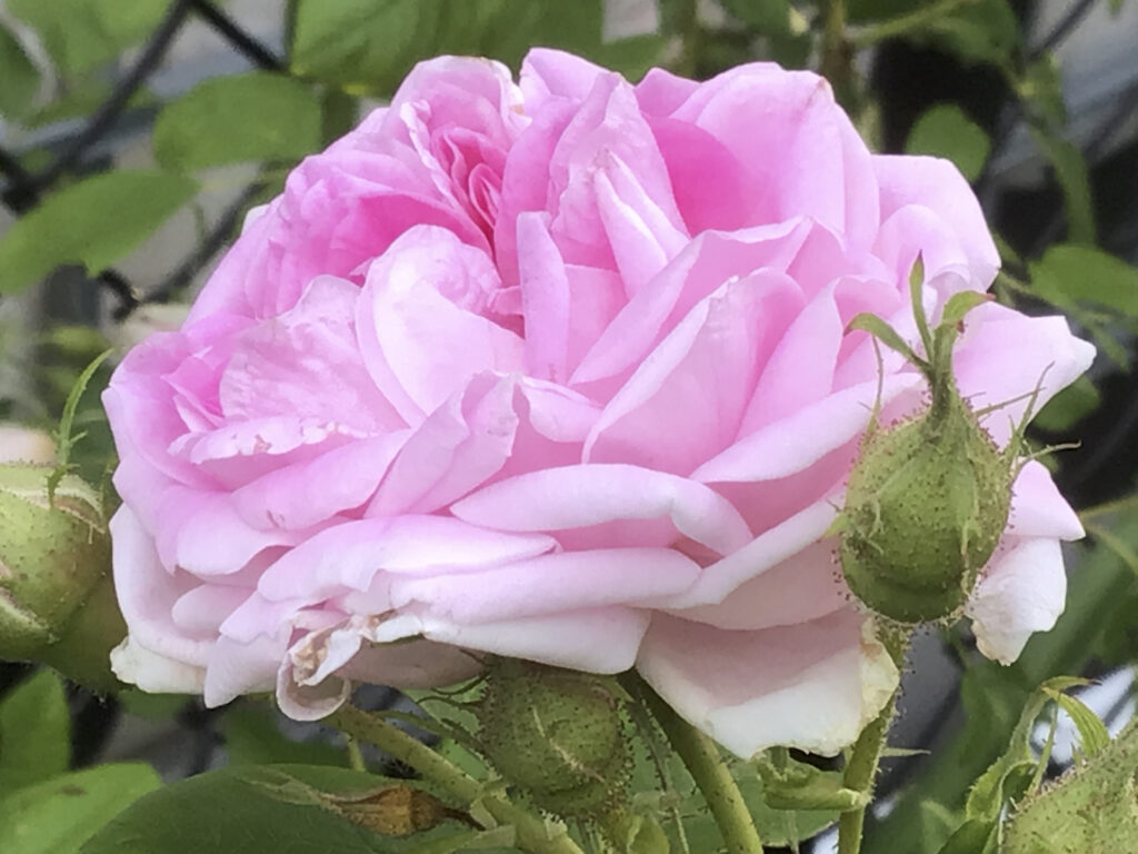 pink and white Granny's Rose