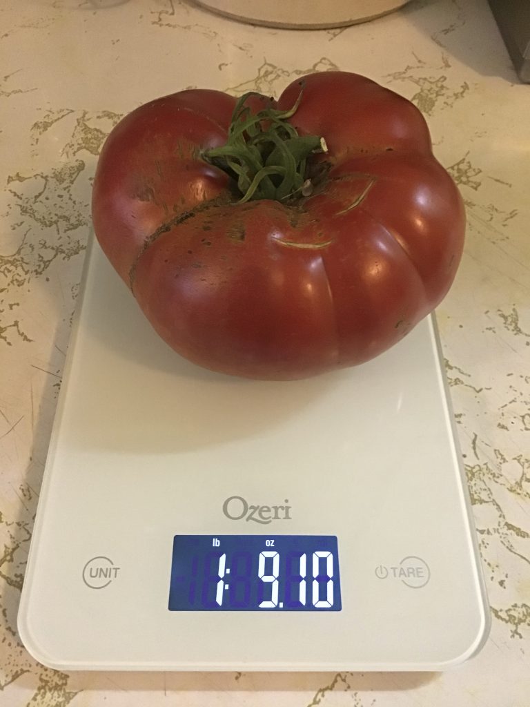 1 pound 9.1 ounce beefsteak tomato