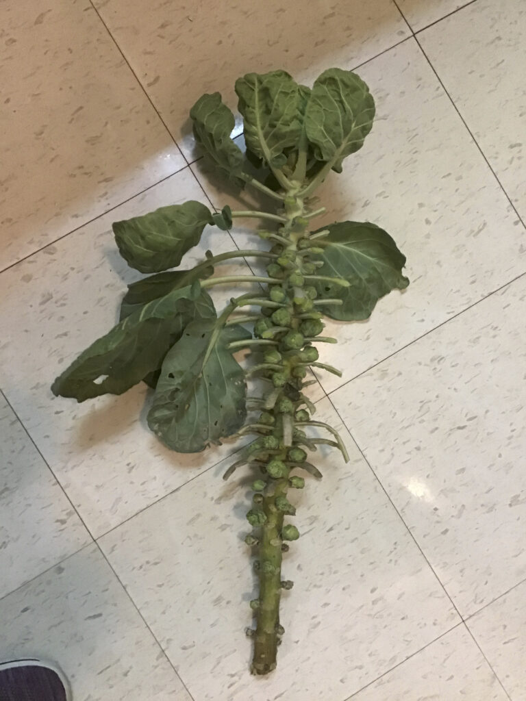 Harvested Brussels Sprout Plant