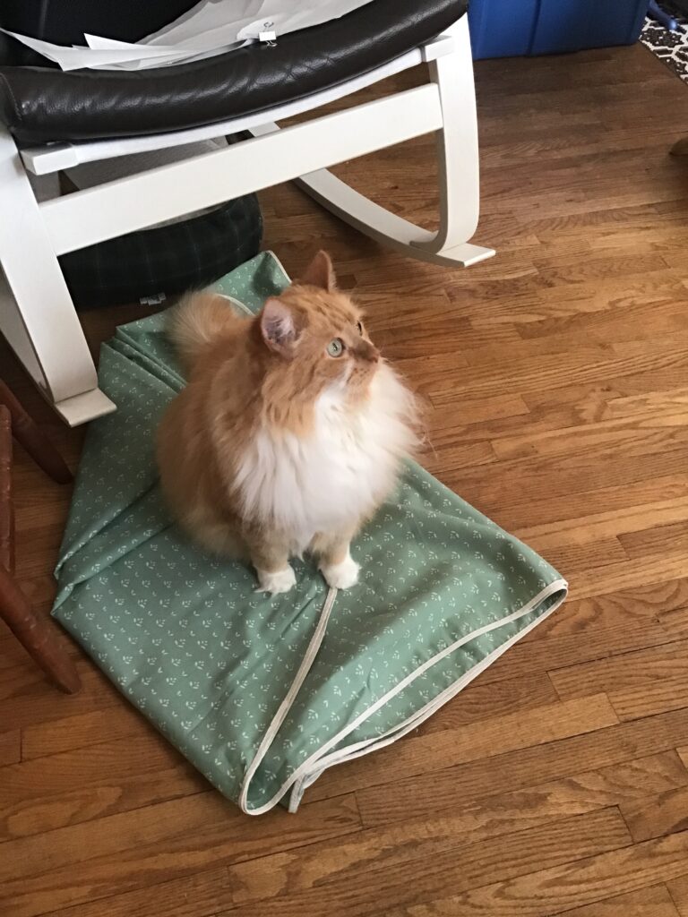 Ginger sitting on the fabric.