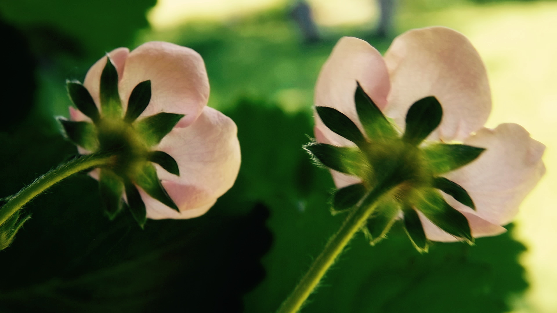 The Bloomin’ Garden