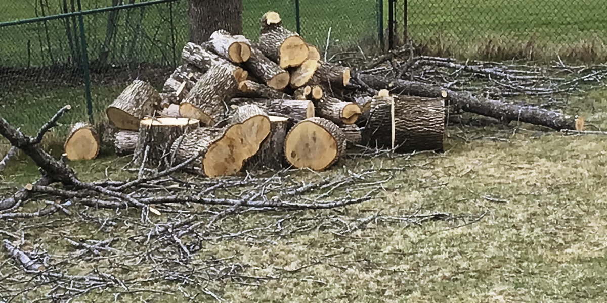 ash logs and branches