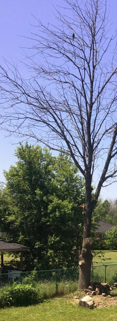 Dead ash tree with lower limbs removed.