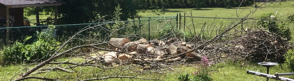 Felled dead ash tree, logs and branches on the ground.