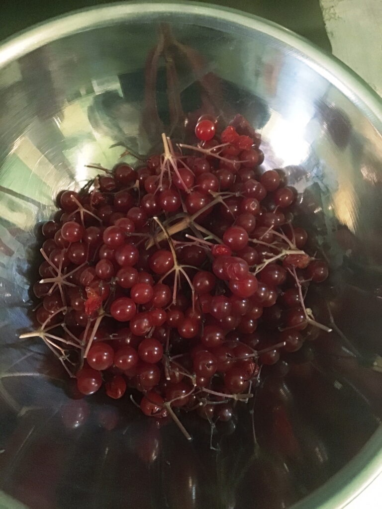 high bush cranberries