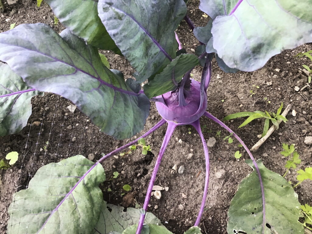 Kohlrabi plant, purple.