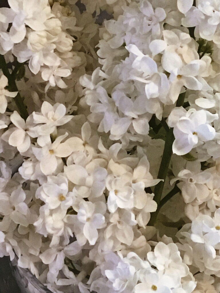 white lilac blooms