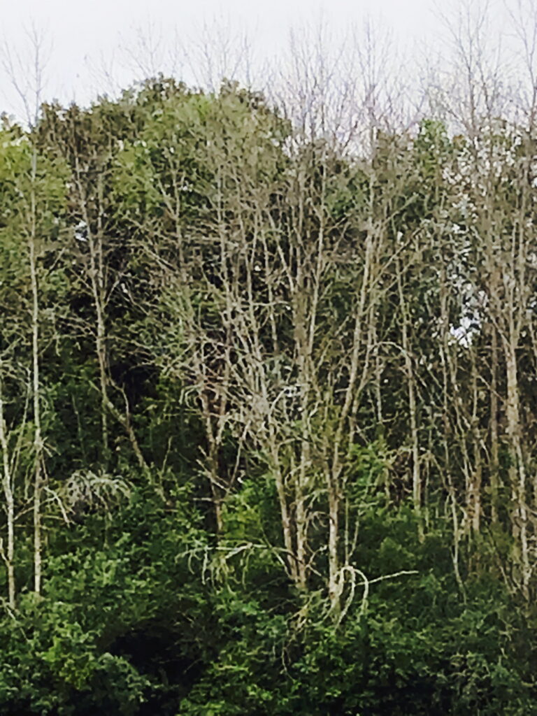 a dozen or so dead ash trees in the distance